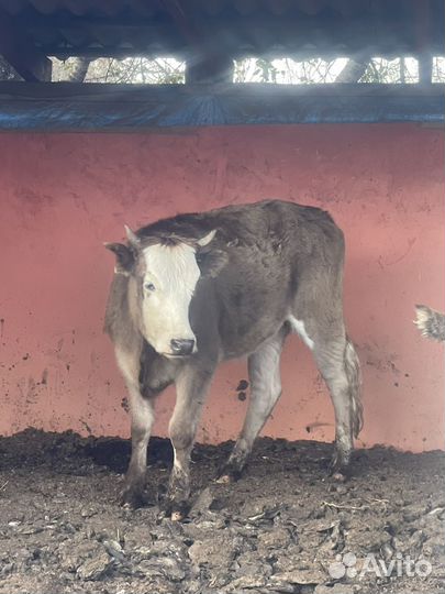 Телочка 6 месяцев