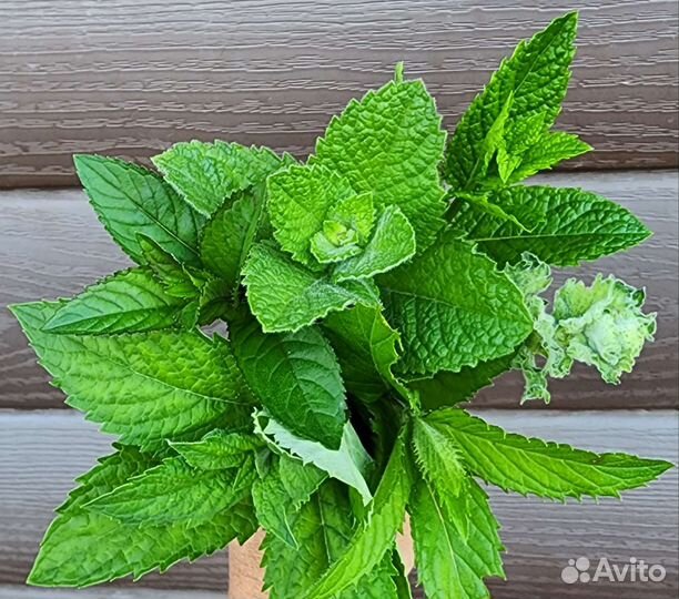 Саженцы сортовой мяты