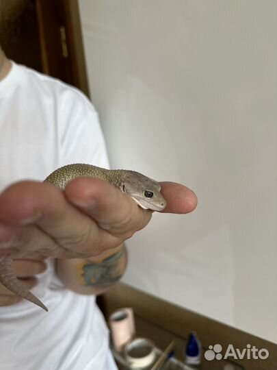 Ящерица эублефар