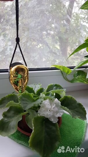 Фиалка белая