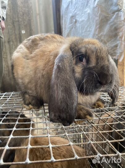 Кролики породы французский баран