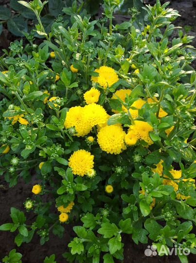 Хризантема шаровидная