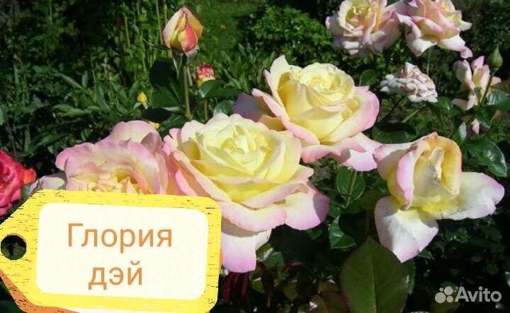 Цветы плюс розы