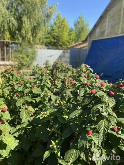 Саженцы ремонтантной малины