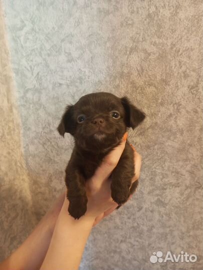 Девочки чихуахуа