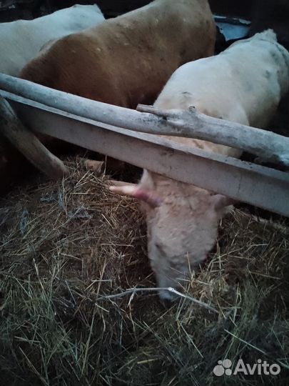 Продаю быков