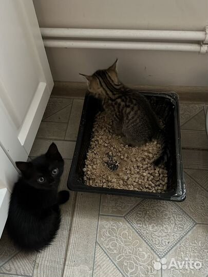 Отдаю котят в хорошие руки девочку