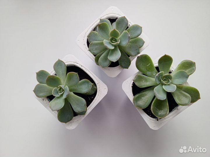 Продам суккуленты