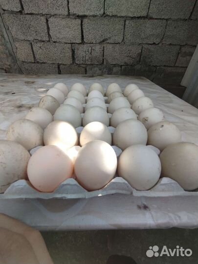 Утинные яйца