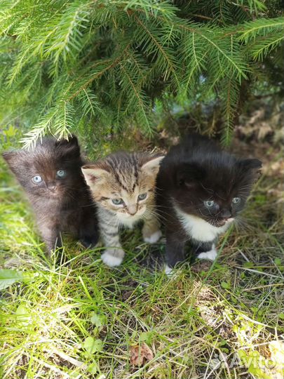 Котята в добрые руки,бесплатно
