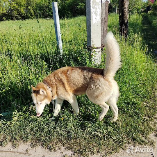 Сибирский хаски