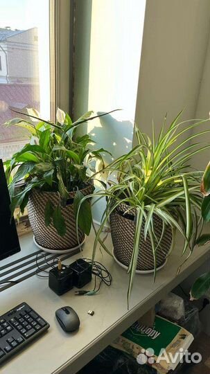 Гибискус, спатифилум, хлорофитрум