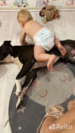 Стаффордширский терьер