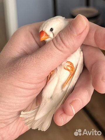 Зебровые амадины, в наличии