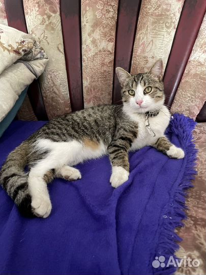 Котик молодой