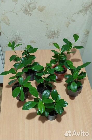 Фикус микрокарпа мокламе