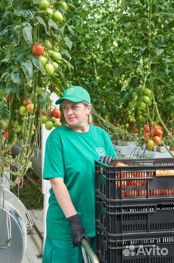 Рабочий / рабочая на тепличный комплекс