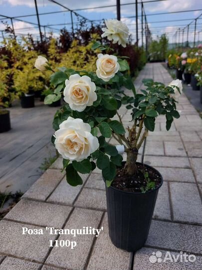 Саженцы роза цветы