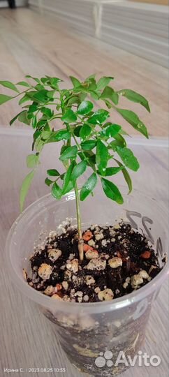 Муррайя черноплодная Кёнига