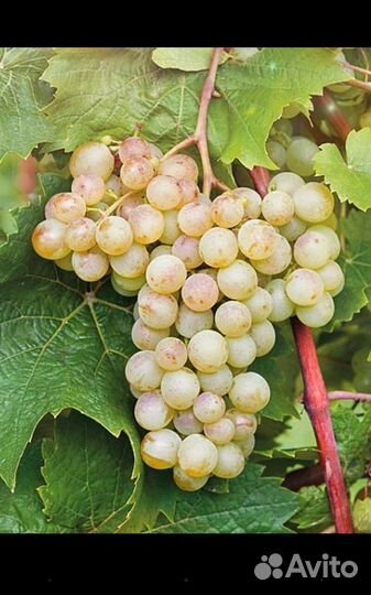 Саженцы и черенки винограда