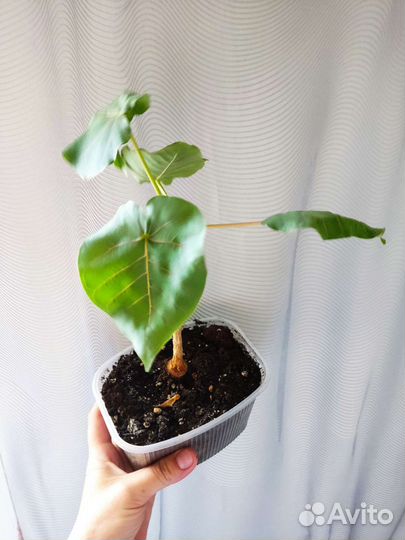 Пятиолярис