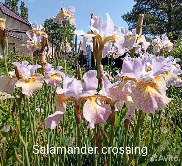 Ирис сибирский