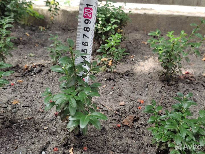 Саженцы самшита