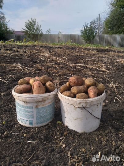 Картофель
