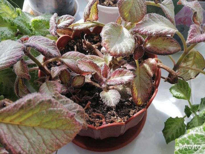 Цветы для дома