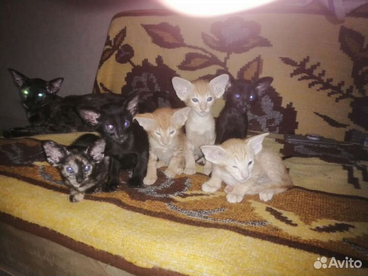 Ориентальные