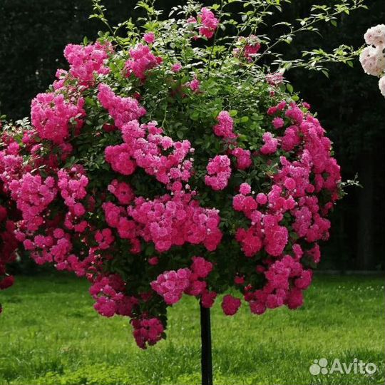 Розы на штамбе