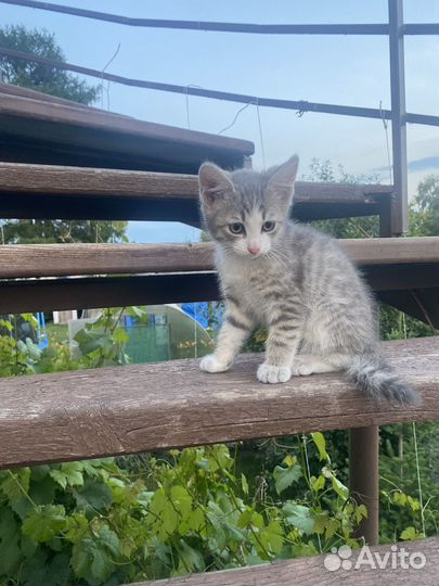 Отдаем котенка в добрые руки