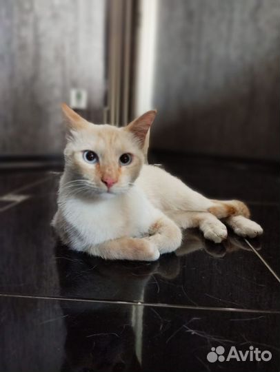 Котик в добрые ручки