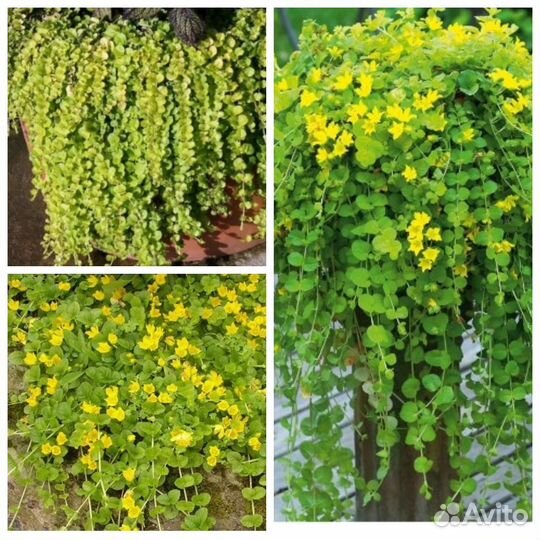 Вербейник монетчатый (лизимахия)