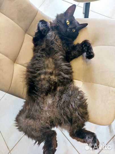 Котик 1,5 года в добрые руки