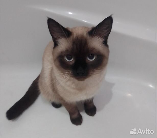 Кот вязка