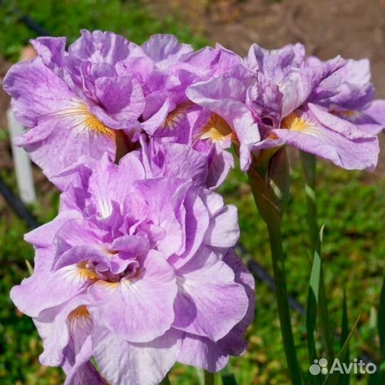 Ирисы Сибирский Имперал Опал