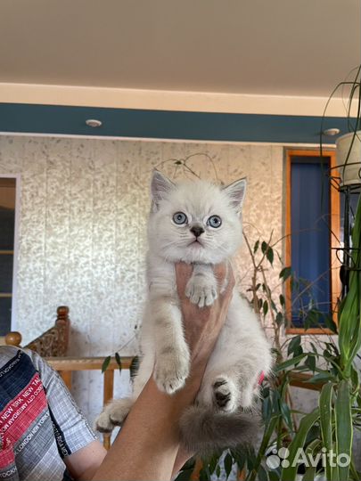 Котята шотландские