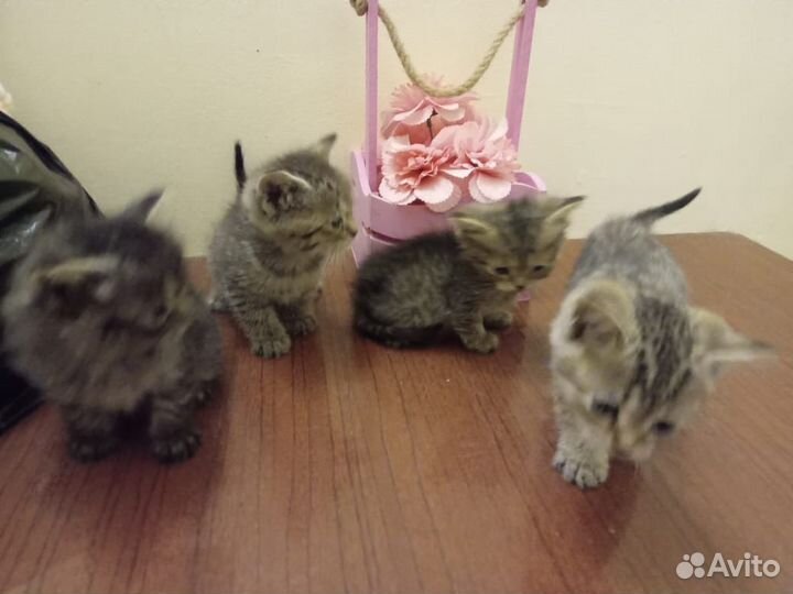 Шотландские котята