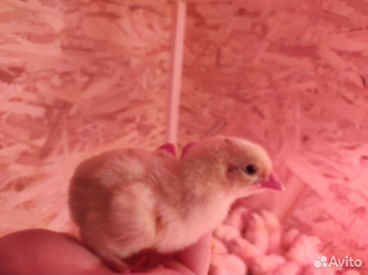 Цыплята бройлеры кобб 500 и Росс 308 импорт