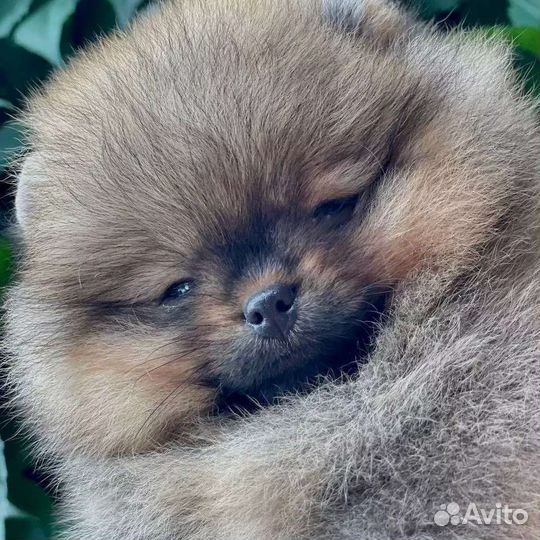 Померанский шпиц мини