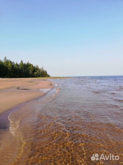 Биодинамика