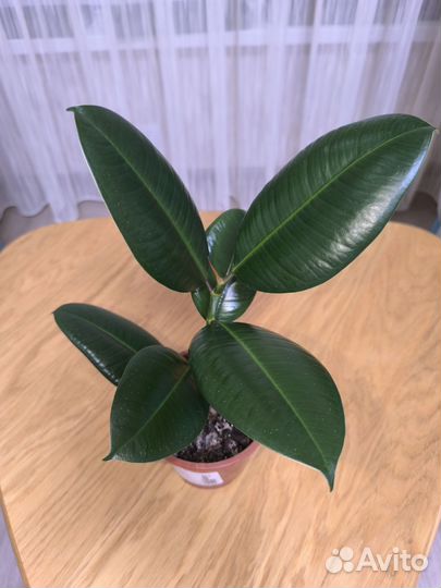 Фикус каучуконосный