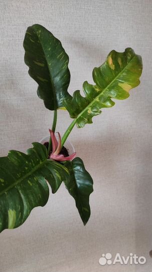 Фиодендрон Ринг оф Файер