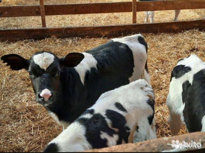 Бычки и телята