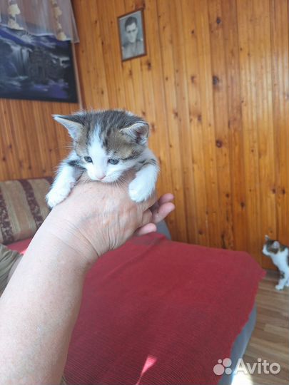 Отдам котёнка в добрые руки