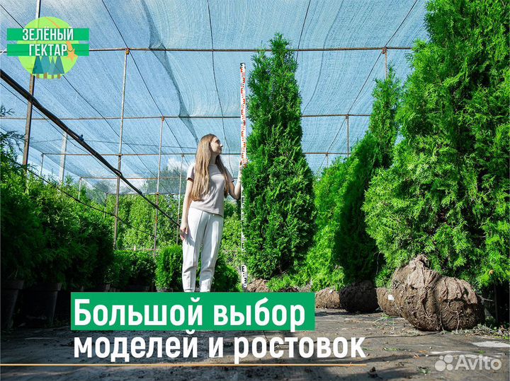 Туя смарагд 0,8 м свежая копка 2023