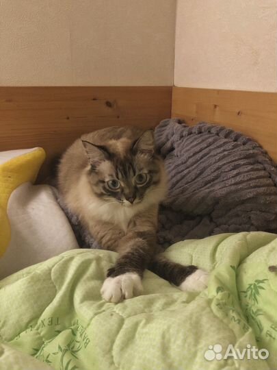 Кот в добрые руки