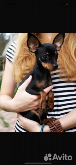 Смесь тойтерьер