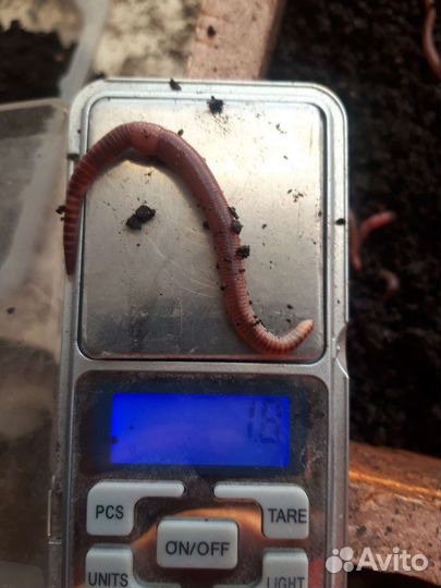 Черви для рыбалки дендробена